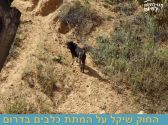 כלב עם פרווה בצבע שחור חום נמצא במין יער ומביט שמאלה