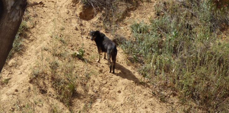כלב עם פרווה בצבע שחור חום נמצא במין יער ומביט שמאלה