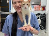 גור חתולים ג'ינג'י לבן, יושב על הכתף של אסיסטנטית במרפאה וטרינרית, היא מחייכת, הוא מביט למצלמה