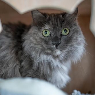 חתולה עם פרווה אפורה ארוכה ועיניים ירוקות, יושבת בתוך מתקן חתולים, על כרית לבנה ומביטה קדימה
