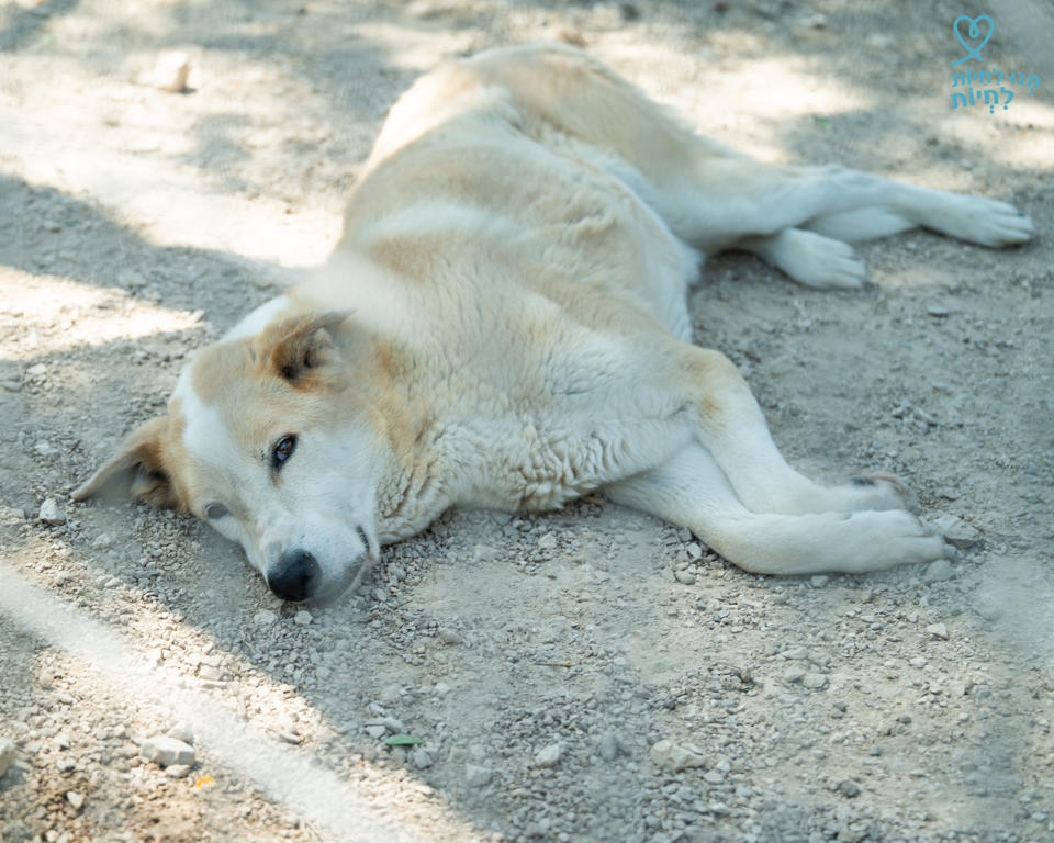 אמיגו - כלבים לאימוץ