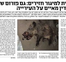 חזיר בר שוכב פצוע, מדמם מפניו
