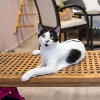 גורת חתולים לבנה עם כתמים שחורים, עיניים ירוקות, שוכבת על שולחן מעץ בחדר צבוע בורוד. היא מסתכלת קדימה.