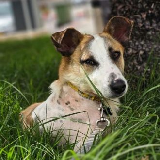 כלב חום לבן שוכב בתוך כר דשא