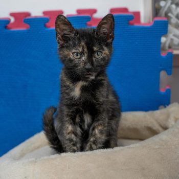 גורת חתולים, חומה שחורה, יושבת במיטת חתולים עגולה מבד, מאחוריה פאזל ענק בצבעי כחול ואדום.