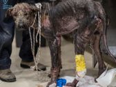 כלב ברזון קיצוני, ללא פרווה בכלל, פצעים על גופו, חבל סביב צווארו. הכלב עומד מכופף, רגלו השמאלית חבושה בתחבושת צהובה.