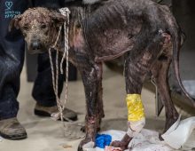 כלב ברזון קיצוני, ללא פרווה בכלל, פצעים על גופו, חבל סביב צווארו. הכלב עומד מכופף, רגלו השמאלית חבושה בתחבושת צהובה.