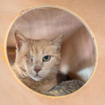 חתולה ג'ינג'ית עם עין אחת ירוקה ועין אחת שחסקה, שוכבת בתוך מתקן חתולים מעץ ומביטה קדימה.