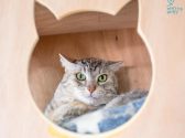 חתולה אפורה עם עיניים ירוקות שוכבת בתוך מתקן לחתולים מעץ, בצורת ראש חתול.
