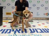 גורת כלבים עם פרווה בגווני חום, עומדת בקניון במהלך יום אימוץ מאחוריה יושבת בחורה עם חולצה שחורה קצרה ושיער אסוף, מחזיקה את הגורה ברצועה בצבע תכלת. הגורה מביטה קדימה.