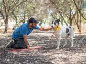 כלבה בגודל בינוני קטן, פרווה לבנה עם כתמים שחורים, קולר צהוב בצורת סמל המטה להחזרת החטופים, עומדת בחורשה בפרופיל. מולה, יושב על ברכיו, רוכן אליה ומלטף את גבה, אדם לבוש מכנסי דגמ"ח כחולות, חולצה כחולה קצרה וכובע מצחייה כחול. הכלבה מפנה ראשה מעט ימינה.