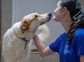 בחורה עם חולצה כחולה קצרה עליה לוגו תנו לחיות לחיות, מנשקת כלב חום לבן עם קולר תכלת. הכלב עומד ומצמיד את אפו לפניה, הבחורה מחייכת.