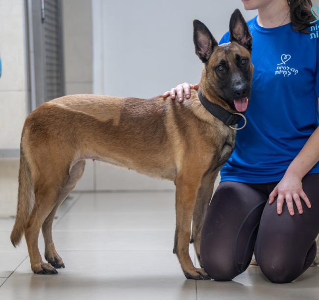 בחורה עם חולצה כחולה עליה לוגו תנו לחיות לחיות וטייץ שחור ארוך, יושבת על ברכיה ומלטפת את גבה של כלבה בצבע חום, שעומדת בחדר על הריצפה.הכלבה מטה את ראשה ימינה.