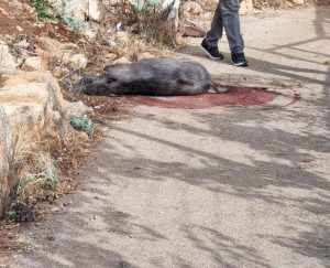 חזיר בר שוכב בתוך שלולית דם על המדרכה.