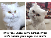 אבדה חתולה