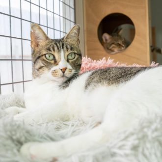 חתולה מנומרת לבנה, עם עיניים ירוקות, שוכבת על הצד, על שמיכה פרוותית לבנה. מאחוריה, מתקן חתולים מעץ בתוכו ישן חתול. היא מפנה ראשה אחורה.