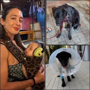 קולאז' של 3 תמונות: תמונה של בחורה מחייכת, על צווארה תלוי מנשא מנומר ובתוכו תינוק ישן עם אוזניות צהובות. עוד תמונה של כלבה שחורה פצועה מוחזקת ברצועה אדומה ברחוב. עוד תמונה של כלבה שחורה במרפאה, עם קולר אליזבטיני (קולר פלסטיק) סביב ראשה.