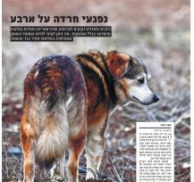 אזעקות, נפילות ובומים: איך להתמודד עם התקפי החרדה של הכלבים והחתולים?