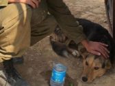 יד של חייל צה"ל מלטף כלב חום שחור ששוכב על אדמה