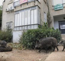 חמישה חזירי בר, צועדים בחצר בניין מגורים.