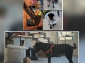 בתמונה למעלה בחורה נושאת תינוק במנשא מנומר וכלבה שחורה פצועה. בתמונה למטה, כלבה שחורה בריאה ומולה תינוק זוחל על הריצפה.