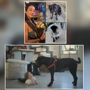 בתמונה למעלה בחורה נושאת תינוק במנשא מנומר וכלבה שחורה פצועה. בתמונה למטה, כלבה שחורה בריאה ומולה תינוק זוחל על הריצפה.