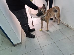 גורת כלבים עם קונוס סביב צווארה, צלקת בירך ימין, עומדת ומולה אדם לבוש בגדים שחורים, מלטף את ראשה.