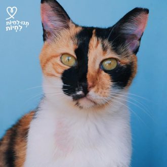 חתולה ג'ינג'ית, לבנה, שחורה, יושבת על כיסא כחול ומביטה קדימה.