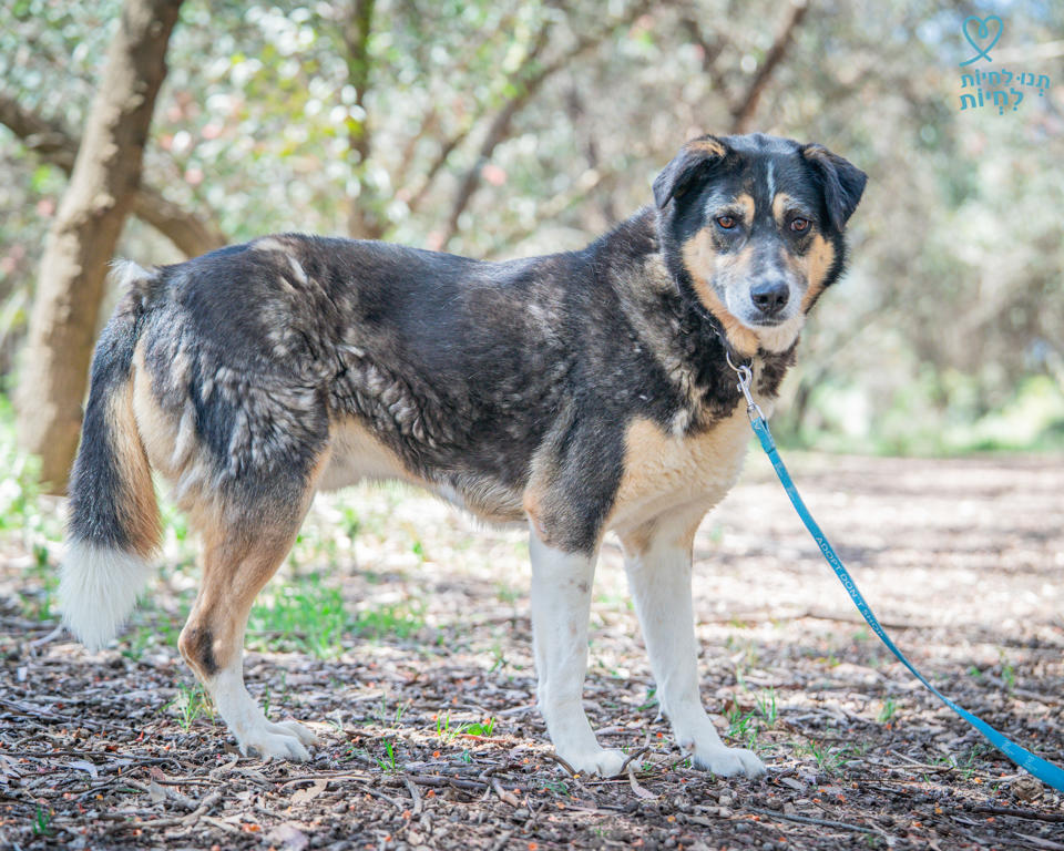 רן - כלבים לאימוץ