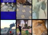 קולאז' של שש תמונות של כלבים וחתולים שעברו התעללות