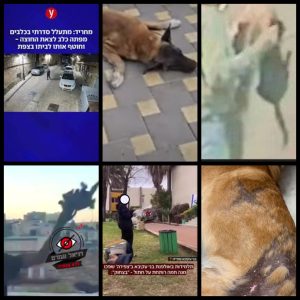 קולאז' של שש תמונות של כלבים וחתולים שעברו התעללות