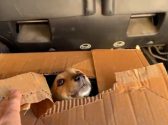 גורת כלבים קטנה בתוך ארגז קרטון