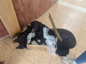 גור כלבים, שחור פרוותי, שוכב בחדר, בתוך ארגז קרטון עם ניילונים.