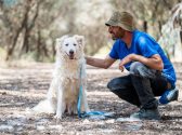 כלבה פרוותית לבנה, יושבת בחורשה ומביטה קדימה. לימינה, כורגע ברך אדם שמלטף אותה.