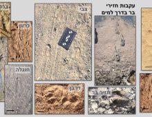 עקבות בעלי חיים בחול