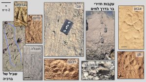 עקבות בעלי חיים בחול