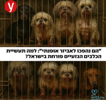 כלבי שיצו מוזנחים ופצועים בכלוב קטן וצפוף