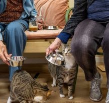 ה-Cat Cafe בגבעתיים הוא יוזמה מתוקה של עמותת תנו לחיות לחיות ורשת הדיור המוגן משען, והוא יפעל בשלב ראשון פעם בחודש (החל מה-5.4, כל המקומות לתאריך הפתיחה כבר תפוסים). זה אמנם לא פורמט הקט-קפה שפגשתם בטיולים בחו"ל, אבל תנו לנו קפה וחתול ולא נשאל שאלות