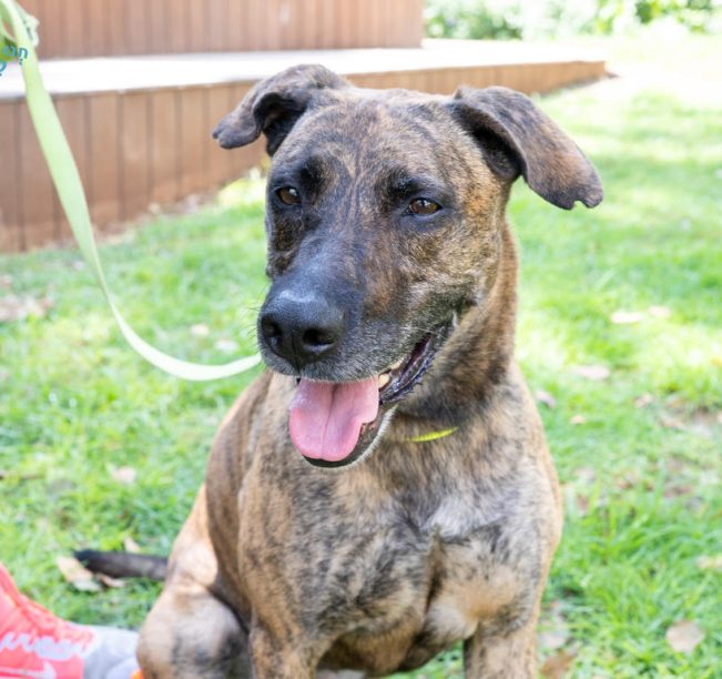 פניה של כלבה מנומרת מפנה ראשה ימינה. פיה פתוח והלשון בחוץ.