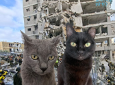 מיילי (שחורה, בת 13) וסמוקי (בן 7) שני חתולים אהובים שחיו עד עכשיו חיים רגועים בבית חם, ברחו בבהלה מביתם בבת ים, אחרי פגיעת הטיל מאיראן. הם לא מכירים את הרחוב, לא רגילים לרעש, ולצערנו אבודים בין ההריסות. שניהם מסומנים באוזן. אם ראיתם, שמעתם, או מצאתם, אנא צרו קשר בהקדם עם יואל 0525560017.