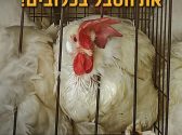תרנגולות צפופות בכלוב