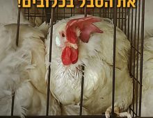 תרנגולות צפופות בכלוב