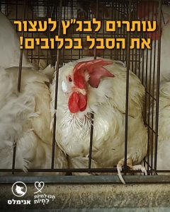 תרנגולות צפופות בכלוב