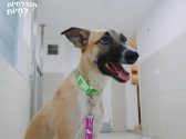 גורה חומה לבנה, מוחזקת ברצועה ורודה שמחוברת לקולר ירוק, יושבת במסדרון ומפנה ראשה וגופה ימינה. אוזניה עומדות, פיה פתוח.