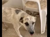 כלבה לבנה חומה מרכינה ראש, מכשכשת בזנב ומוציאה לשון