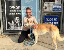 אדם קורע ברך ומחבק את ראשה של כלבה חומה לבנה בגודל בינוני שעומדת צמוד אליו. הם עומדים ליד שער בבית מחסה לכלבים וחתולים.