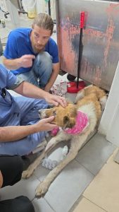 כלבה חומה לבנה, עם תחבושת ורודה על צווארה, שוכבת בחדר ווטרינרית מלטפת את פניה.