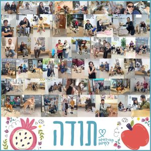 קולאז' תמונות של אנשים עם כלבים וחתולים שאימצו.