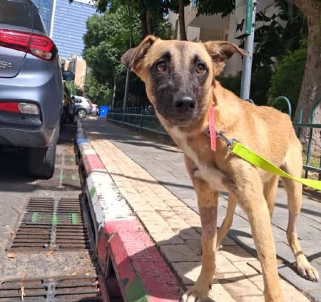 כלבה חומה בגודל בינוני, מוחזקת ברצועה ירוקה, עומדת בחוץ על המדרכה.