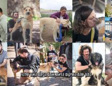 קולאז' תמונות אנשים עם כלבים וחתולים